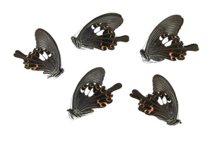 Five (5) The Red Helen, Papilio helenus, Unmounted Papered Butterflies, Specimens for Collecting, Art, Entomology