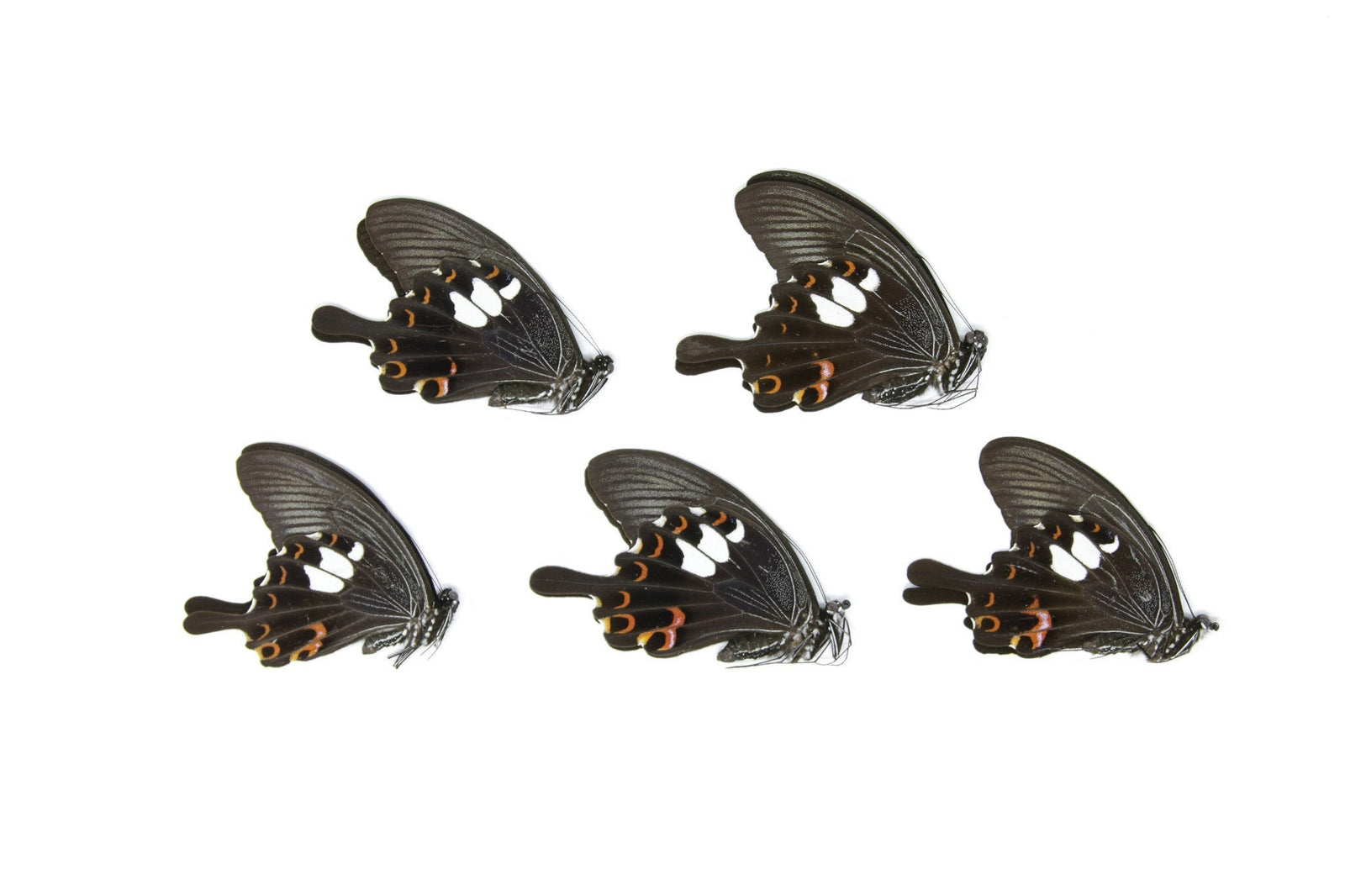 Five (5) The Red Helen, Papilio helenus, Unmounted Papered Butterflies, Specimens for Collecting, Art, Entomology