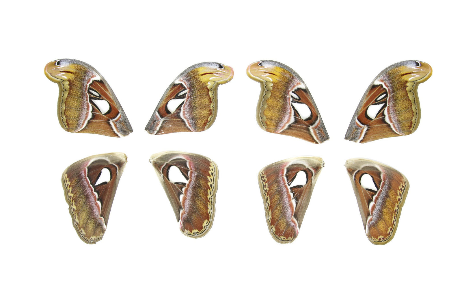 8 Giant Atlas Moth Loose Wings | Attacus atlas | Butterfly Wings for Art