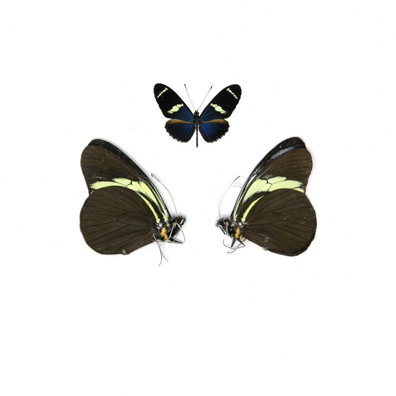 10 x The Sara Longwing | Heliconius sara | Dry-Preserved Unmounted Butterfly Specimens A1 (Wholesale)