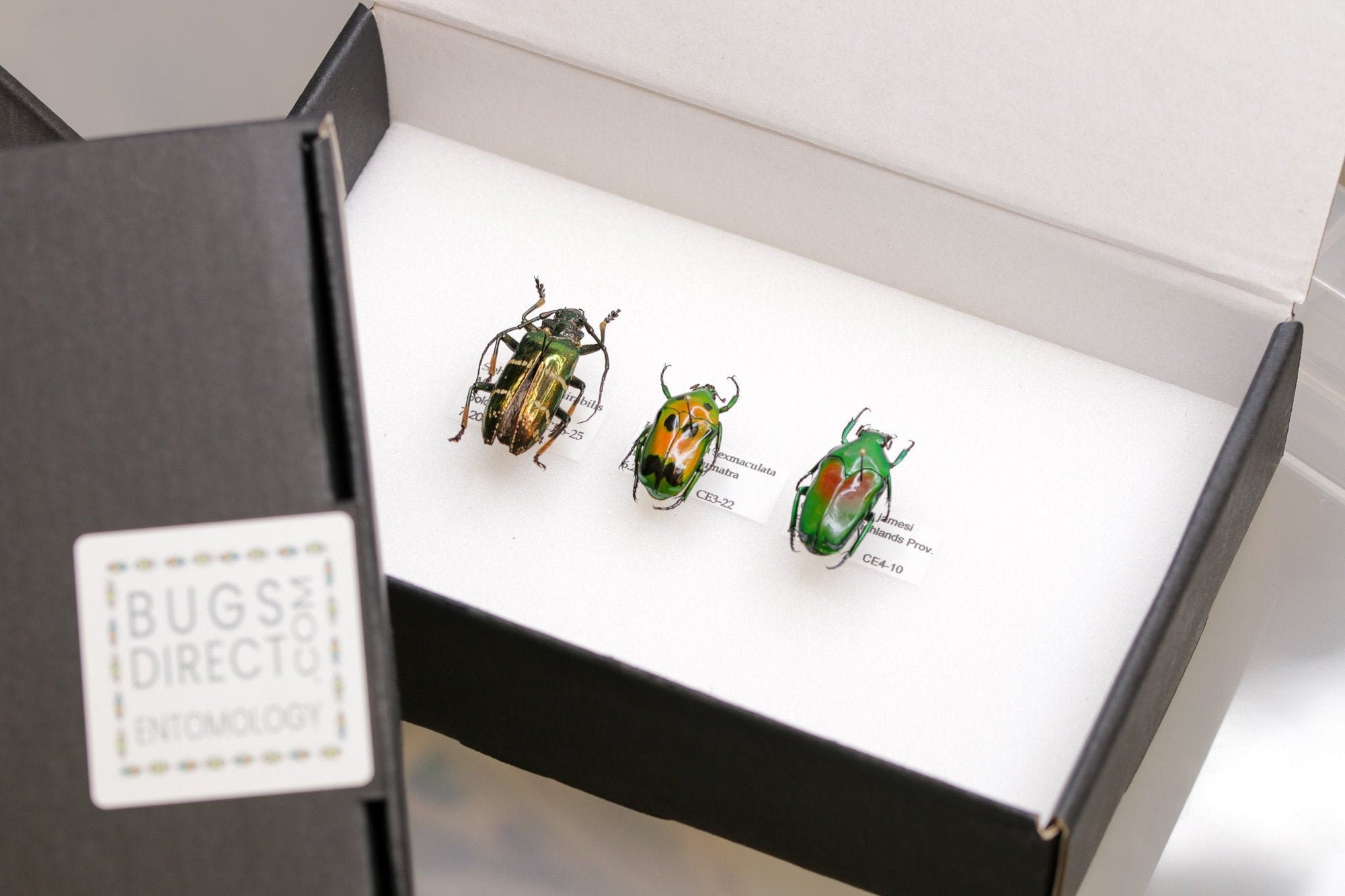 Insect Collection Real Beetles | Pinned Entomology Specimens and Data | Presented in a Gift Box