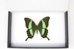 1 x Emerald Swallowtail | WINGS SPREAD | A1 Papilio palinurus daedalus | Set Butterfly Specimen Pinned in Box