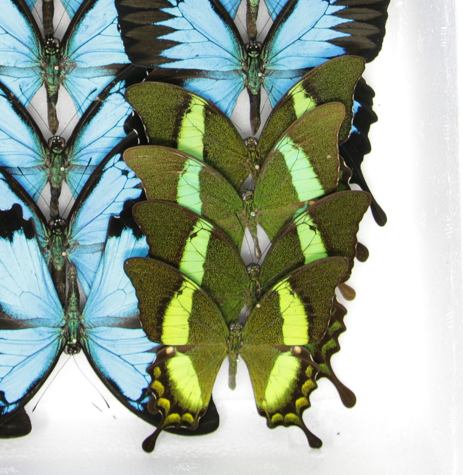 1 x Emerald Swallowtail | WINGS SPREAD | A1 Papilio palinurus daedalus | Set Butterfly Specimen Pinned in Box