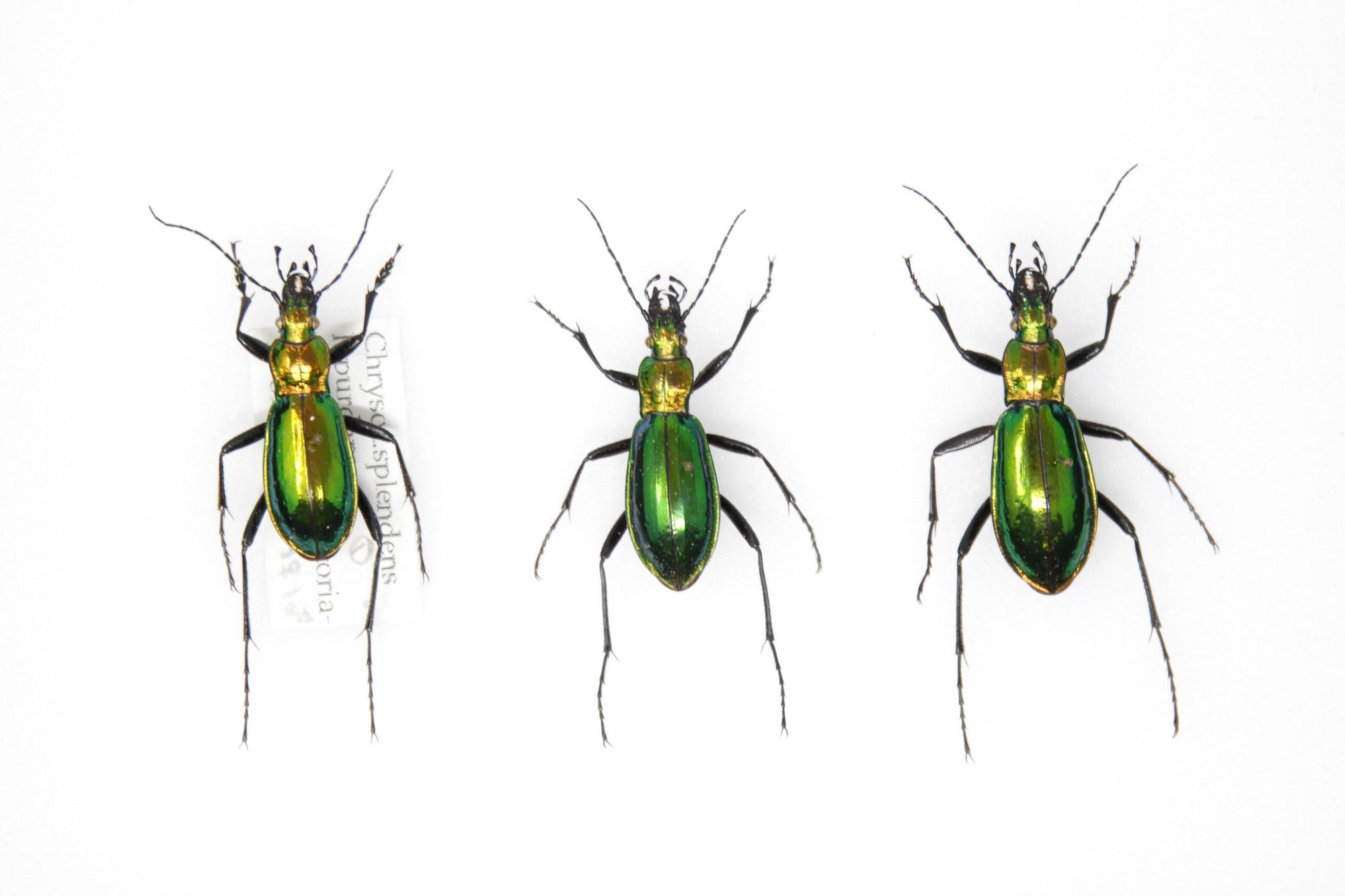 Set of Chrysocarabus splendens | Pinned Insect Specimens with Collection Data | Carabidae GREEN Beetles in a Gift Box (JN21-58)
