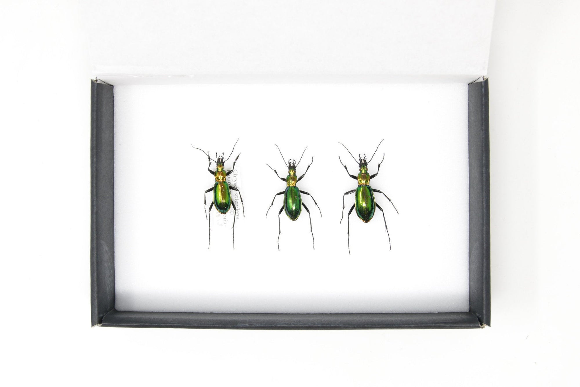 Set of Chrysocarabus splendens | Pinned Insect Specimens | Carabidae GREEN Ground Beetles Presented in a Gift Box