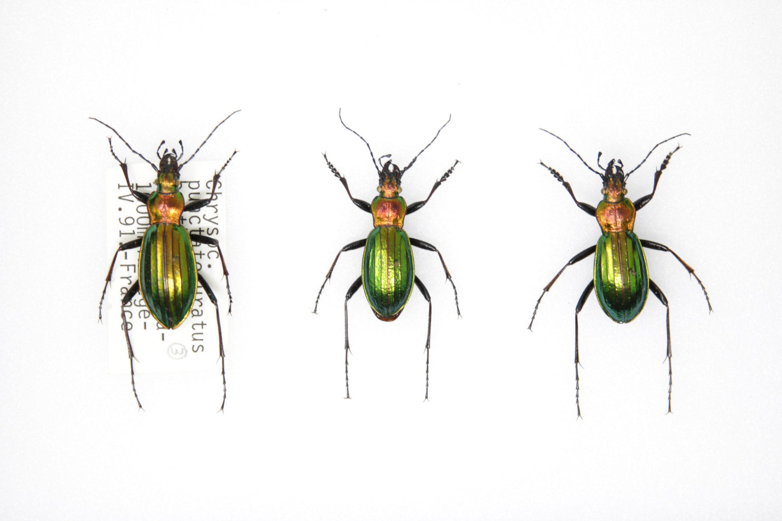 Set of Golden Ground Beetles, Chrysocarabus punctata auratus | Pinned Insect Specimens | Presented in a Gift Box