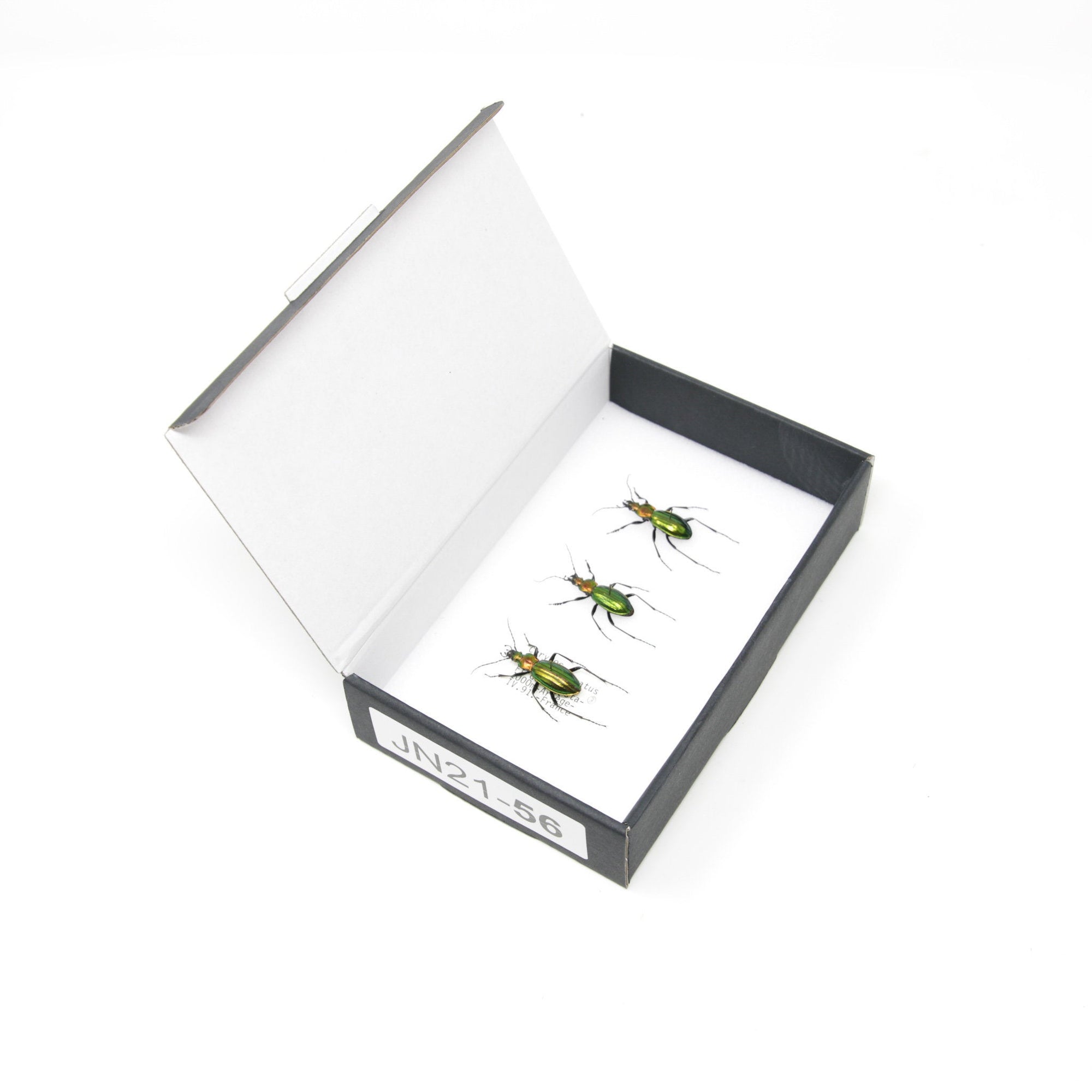 Set of Golden Ground Beetles, Chrysocarabus punctata auratus | Pinned Insect Specimens | Presented in a Gift Box