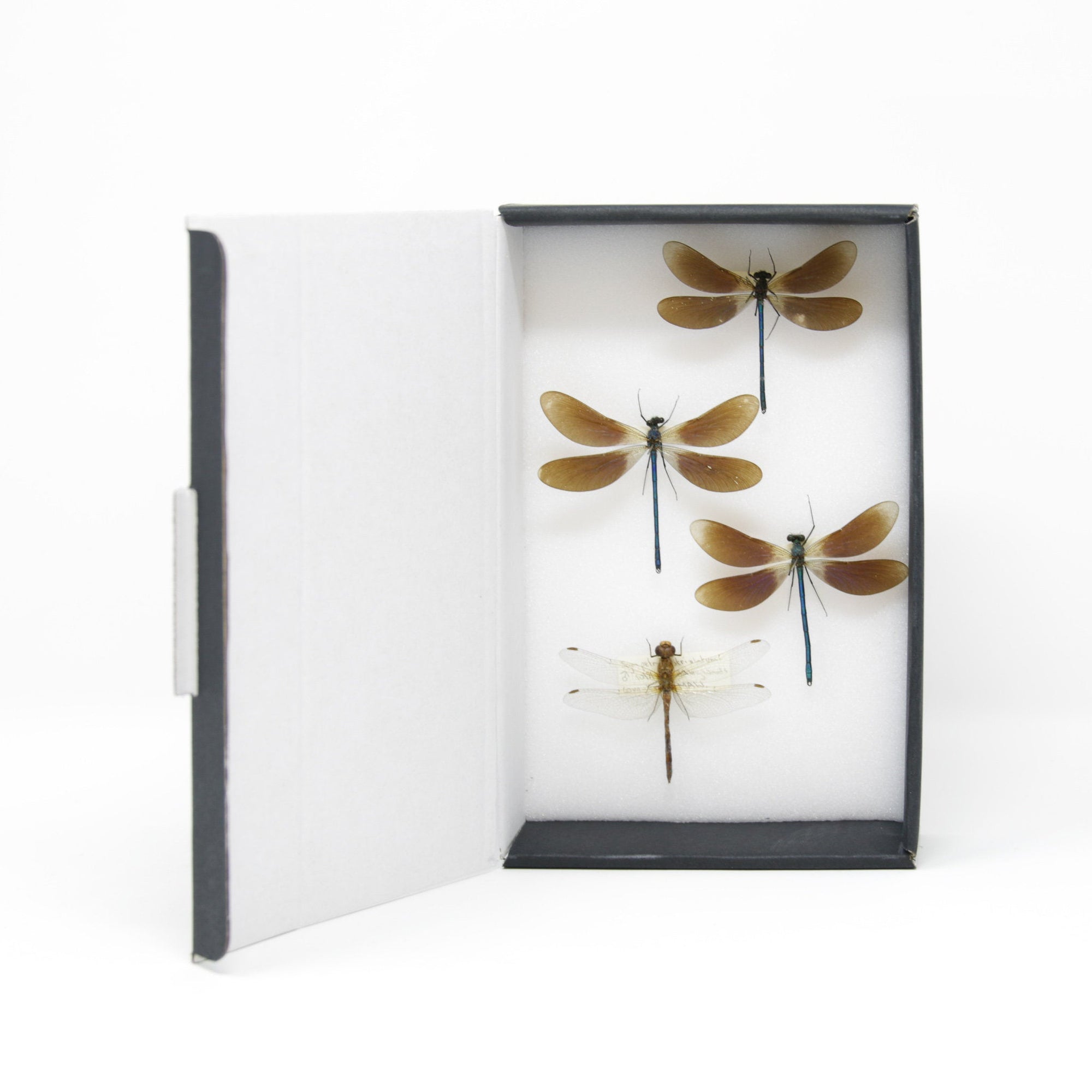 Dragonflies & Damselflies Entomology Starter Collection | Pinned Odonata Insect Specimens | Presented in a Gift Box