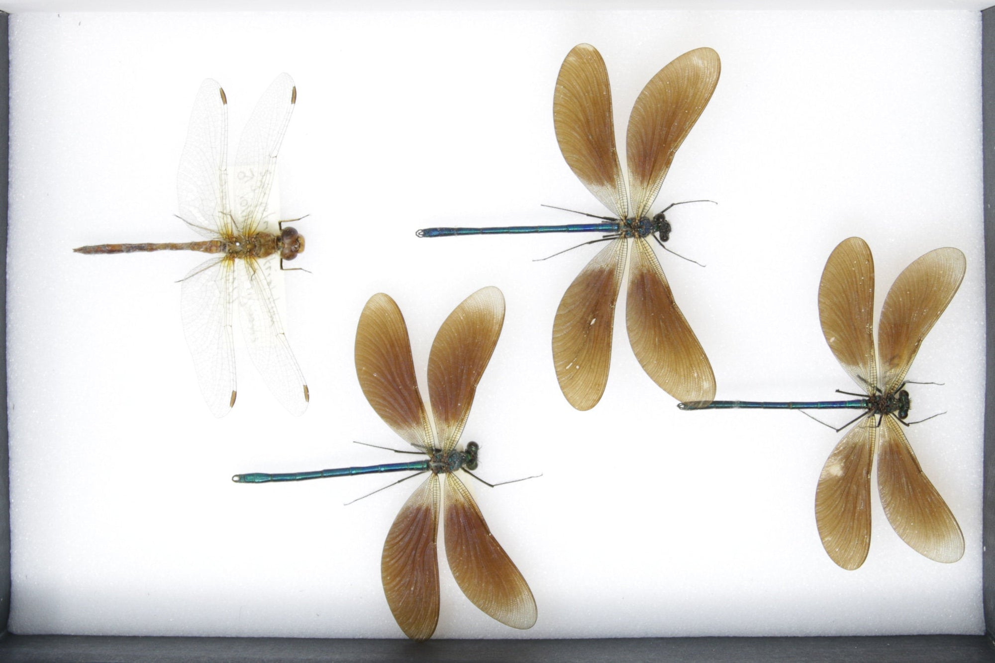 Dragonflies & Damselflies Entomology Starter Collection | Pinned Odonata Insect Specimens | Presented in a Gift Box