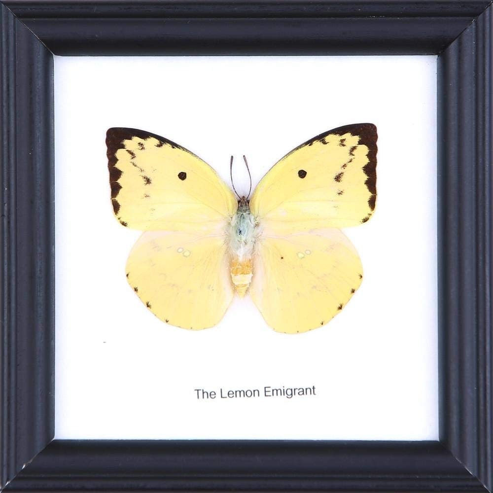 12 x The Lemon Emigrant Butterfly (Catopsilia pomona) Wholesale Framed Butterflies