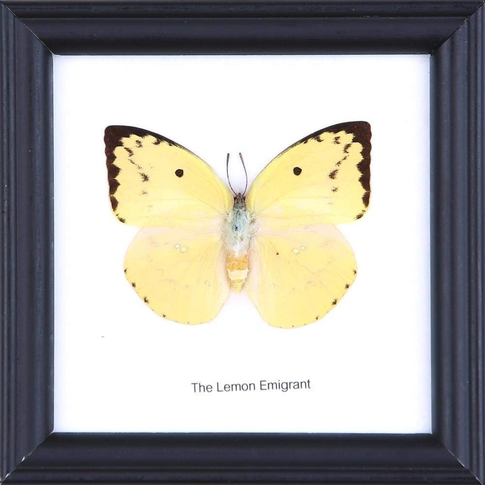 WHOLESALE PACK (12 FRAMES) The Lemon Emigrant Butterfly (Catopsilia pomona) | Real Butterfly Mounted Under Glass Framed 5 x 5 In. Gift Boxed