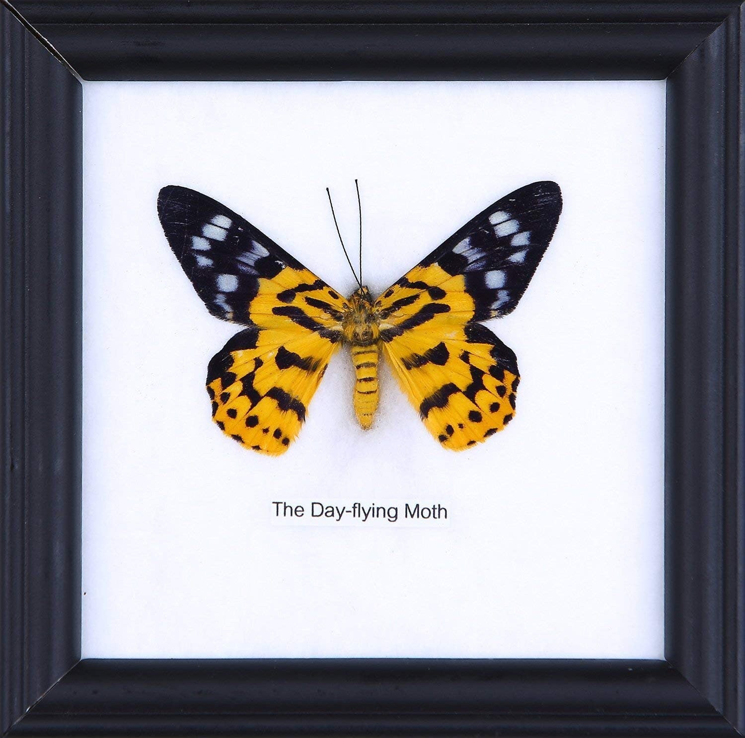 WHOLESALE PACK (12 FRAMES) The Day Flying Moth (Dysphania subrepleta) | Real Butterfly Mounted Under Glass Framed 5 x 5 In. Gift Boxed
