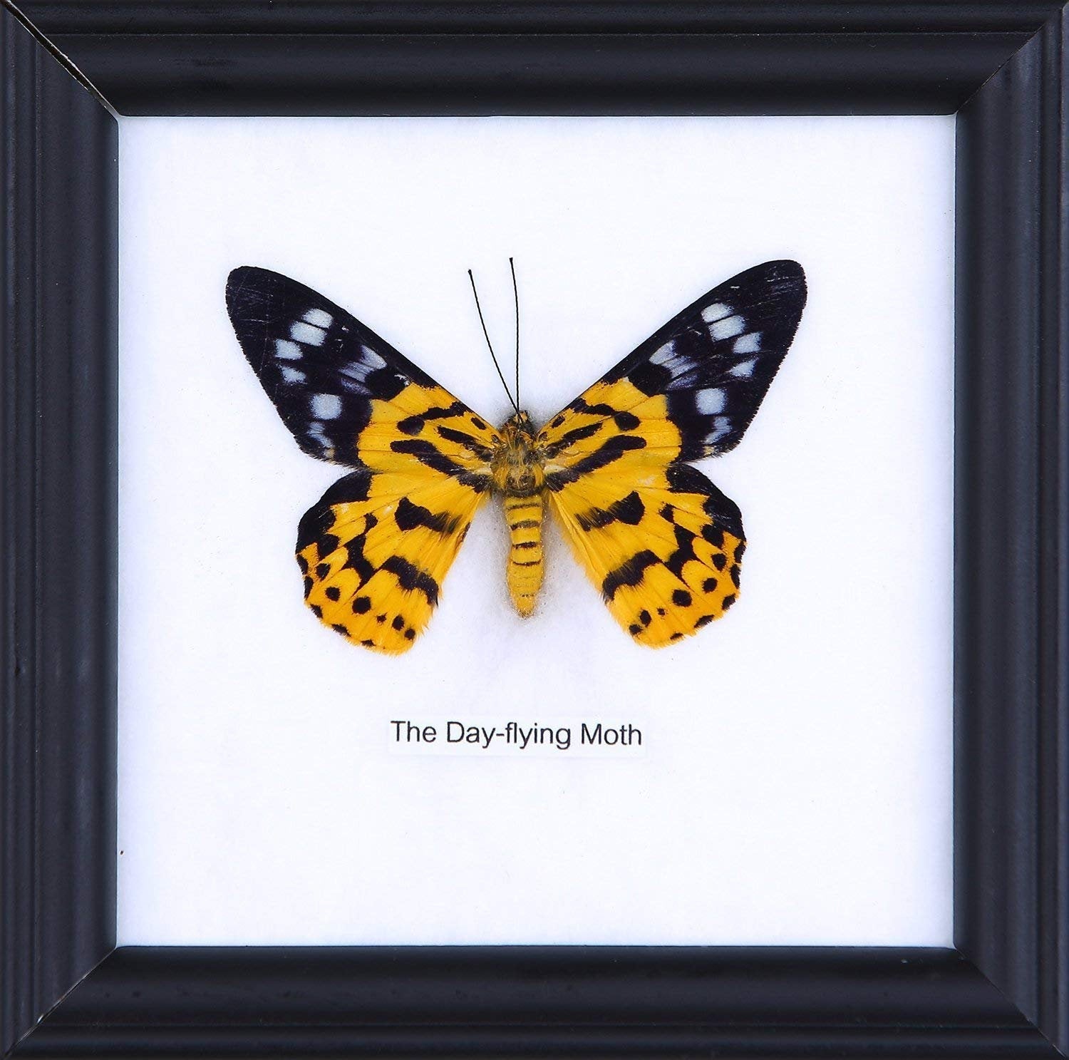 The Day Flying Moth (Dysphania subrepleta) | Real Butterfly Mounted Under Glass, Wall Hanging Home Décor Framed 5 x 5 In. Gift Boxed