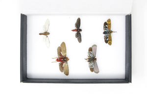 Cicadas & Lantern Bugs Entomology Collection | Pinned Insect Specimens | Presented in a Gift Box