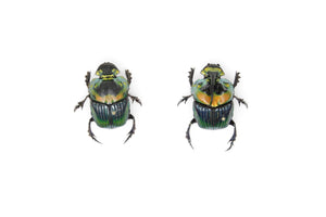 Pair Rainbow Horned Dung Beetles | Phanaeus imperator | Pinned Scarab Beetles inc Collection Data, Presented in a Gift Box