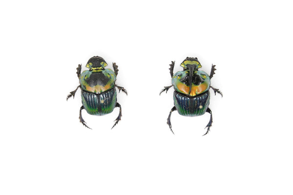 Pair Rainbow Horned Dung Beetles | Phanaeus imperator | Pinned