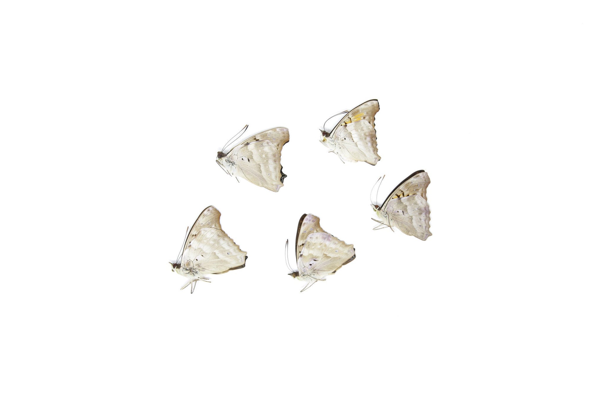 Five (5) The Turquoise Emperor, Doxocopa laurentia, Unmounted Papered Butterflies, Specimens for Collecting, Art, Entomology