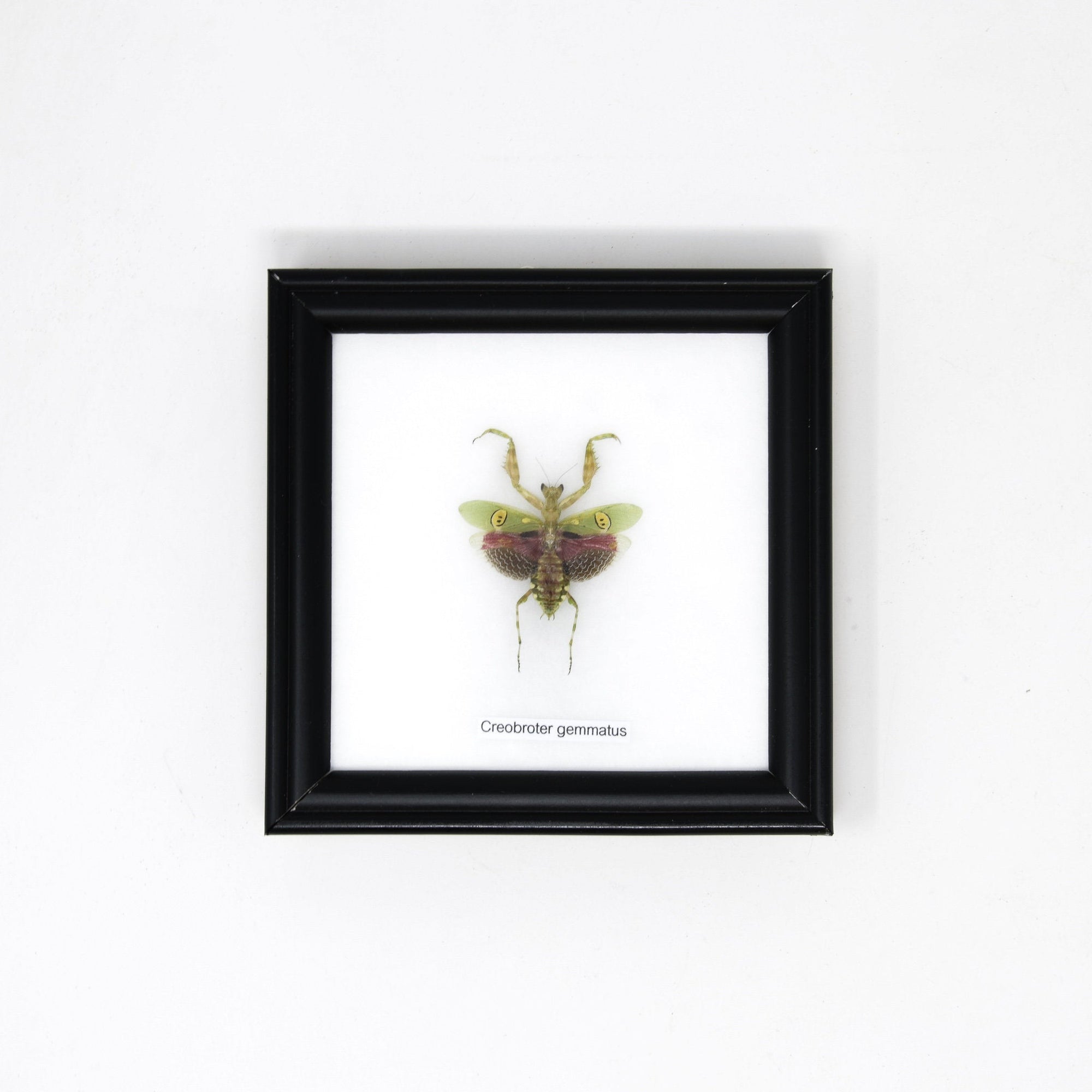Jeweled Flower Mantis (Creobroter gemmatus) | Real Insect Mounted Under Glass, Wall Hanging Home Décor Framed 5 x 5 In. Gift Boxed