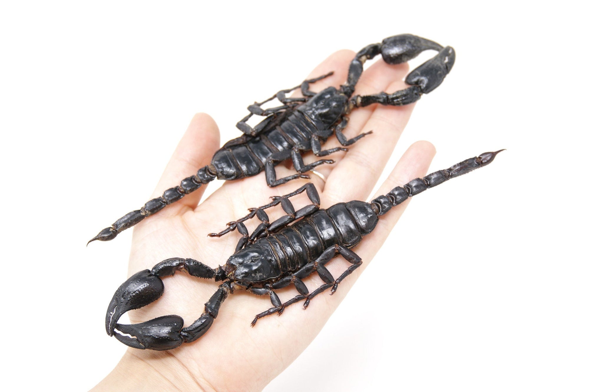 2 x EXTRA LARGE 7" Scorpions, Heterometrus spinifer, approx. 175-185mm long, A1 Entomology Arachnid Specimens Dried Taxidermy