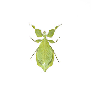 Two (2) Giant Leaf Insects, Phyllium celebicum, Unmounted Spread Phasmids, Insect Specimens for Collecting, Art, Entomology