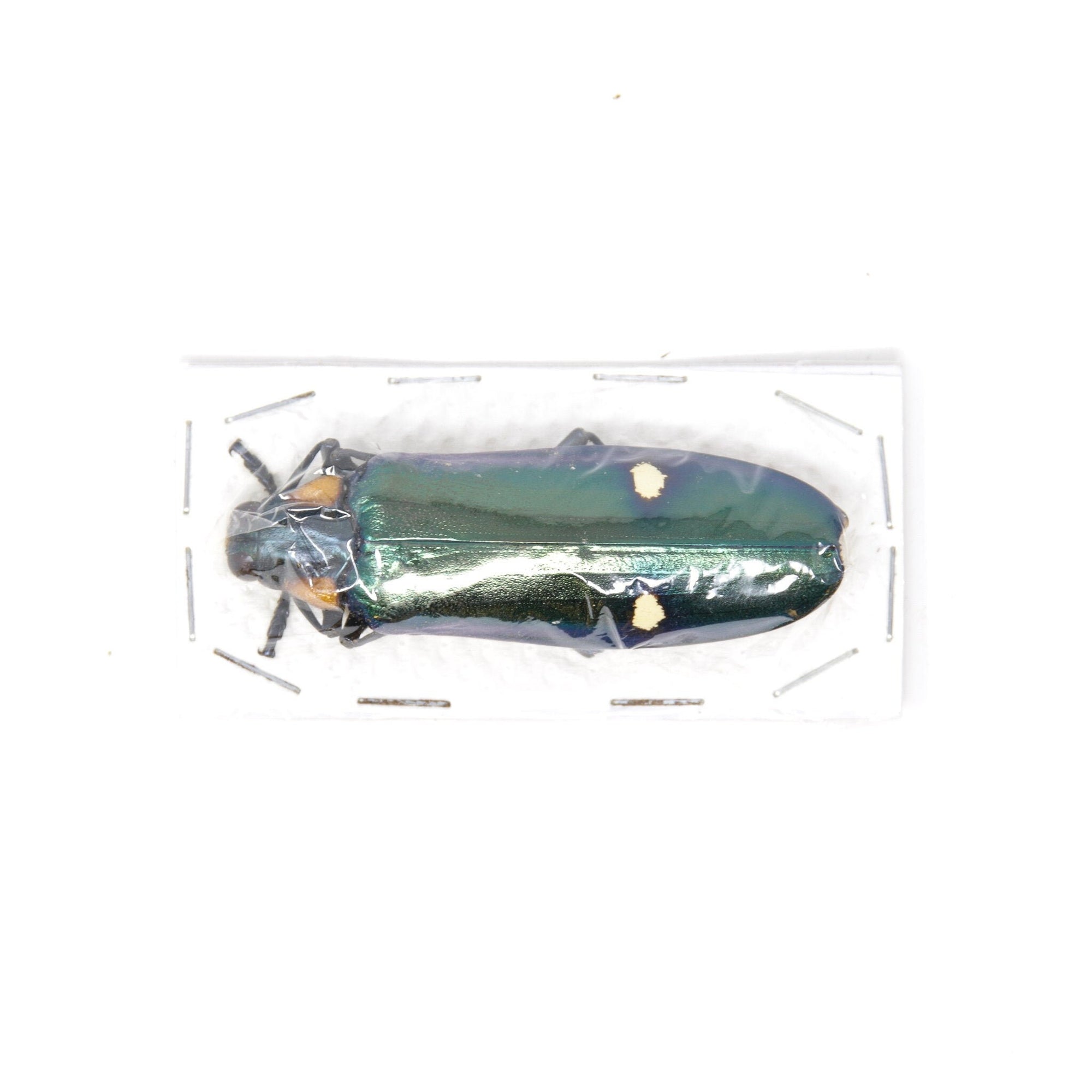 2 x Giant Metallic Jewel Beetles | Megaloxantha bicolor | A1 Entomology Specimens