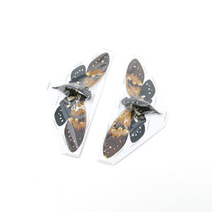 Ambragaeana ambra Amber Cicada irrottamattomat näytteet | A1-laatu | 85–95 mm