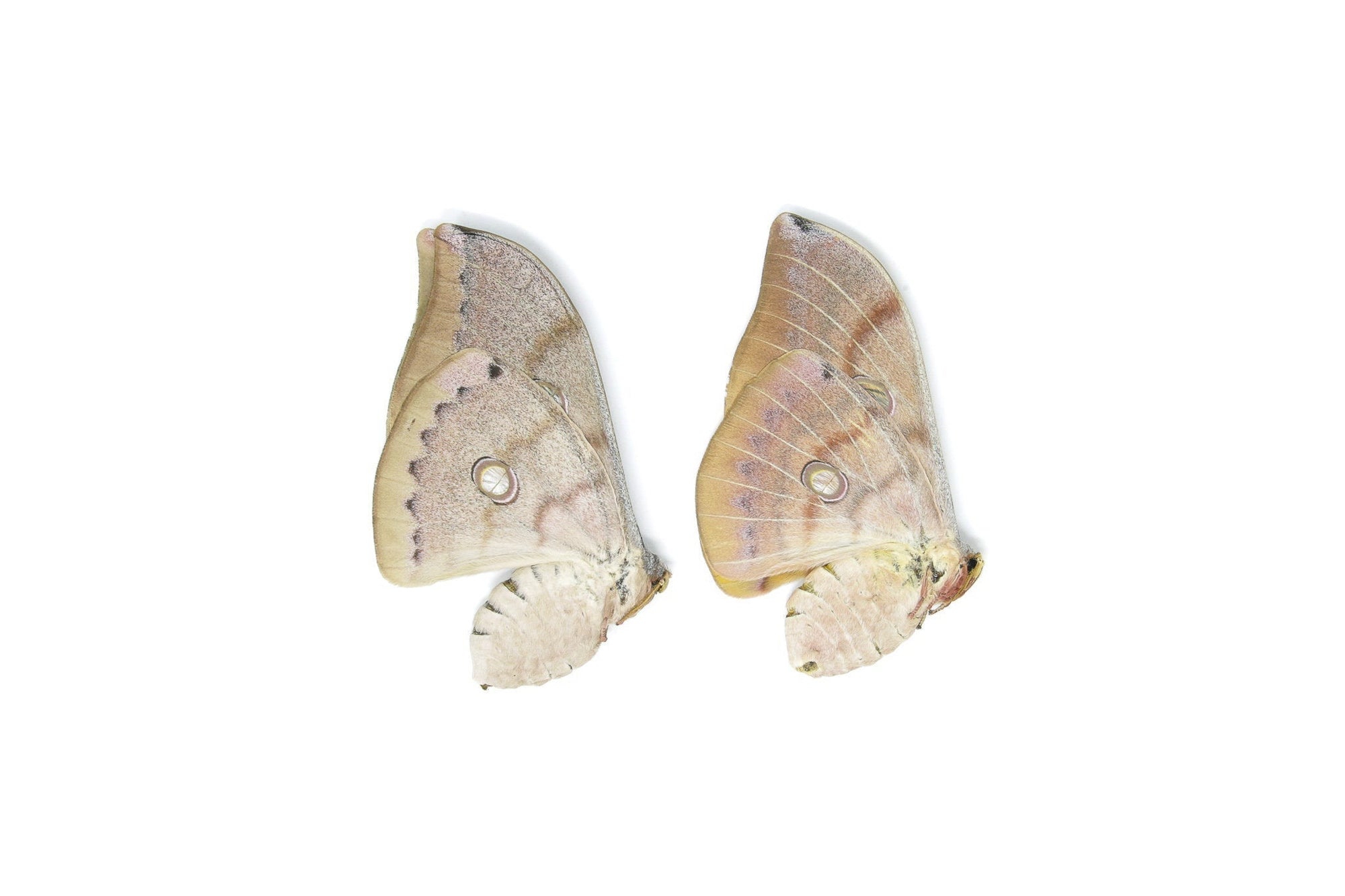 Two (2) Thai Oak Silkmoth (Antheraea frithi) Unmounted Saturnidae Moth Specimens