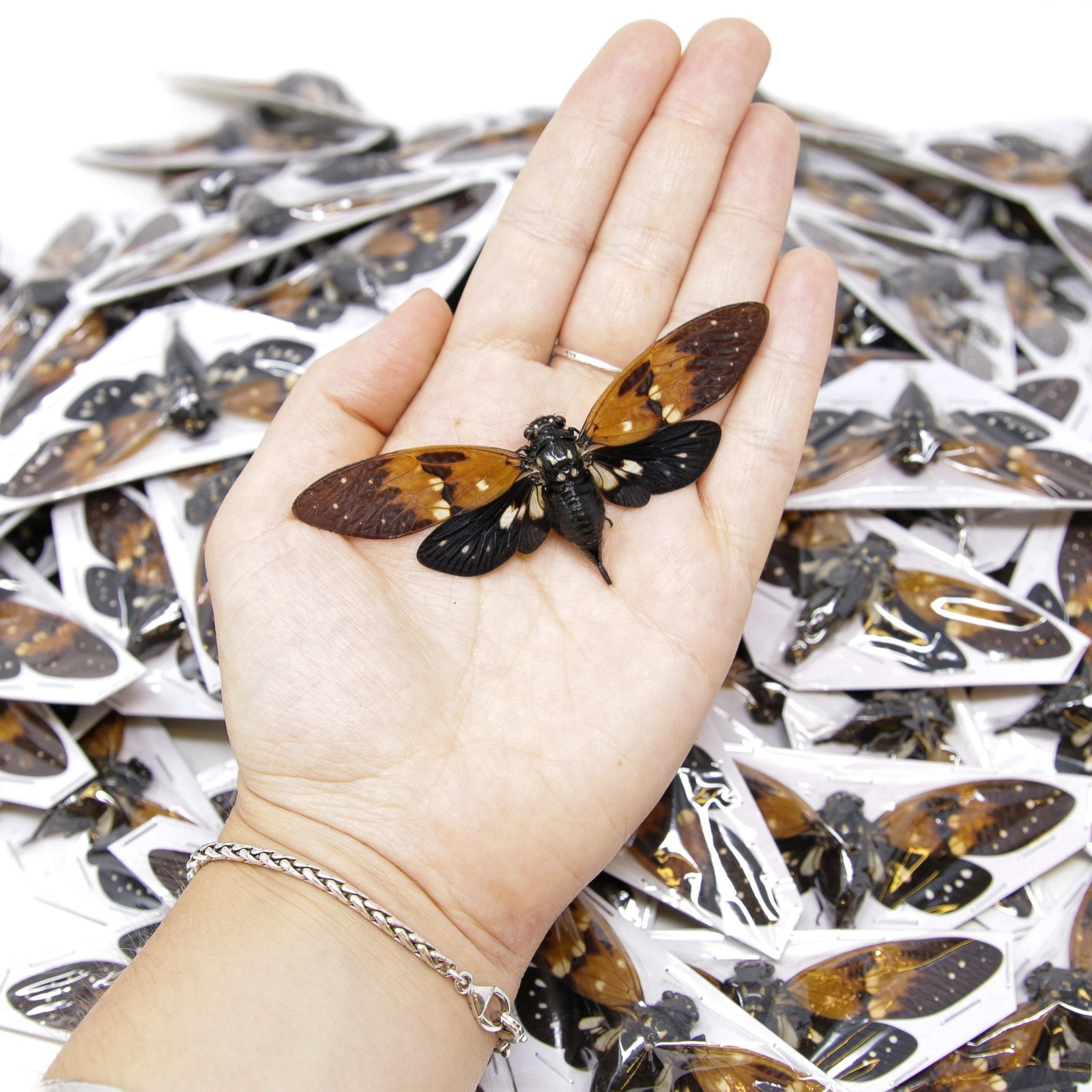 Two (2) Amber Cicada (Ambragaeana ambra) Unmounted Hemiptera Specimens for Collecting Art Entomology