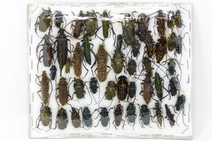 Insect Specimen Collection, Laos 2021 (Southeast Asia) Set #511