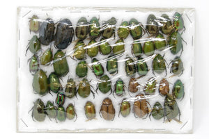 Insect Specimen Collection, Laos 2021 (Southeast Asia) Set #507
