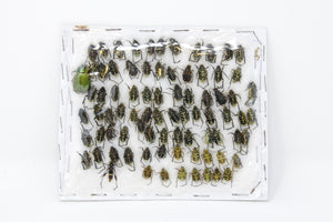 Insect Specimen Collection, Laos 2021 (Southeast Asia) Set #513