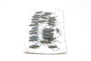 Insect Specimen Collection, Laos 2021 (Southeast Asia) Set #508