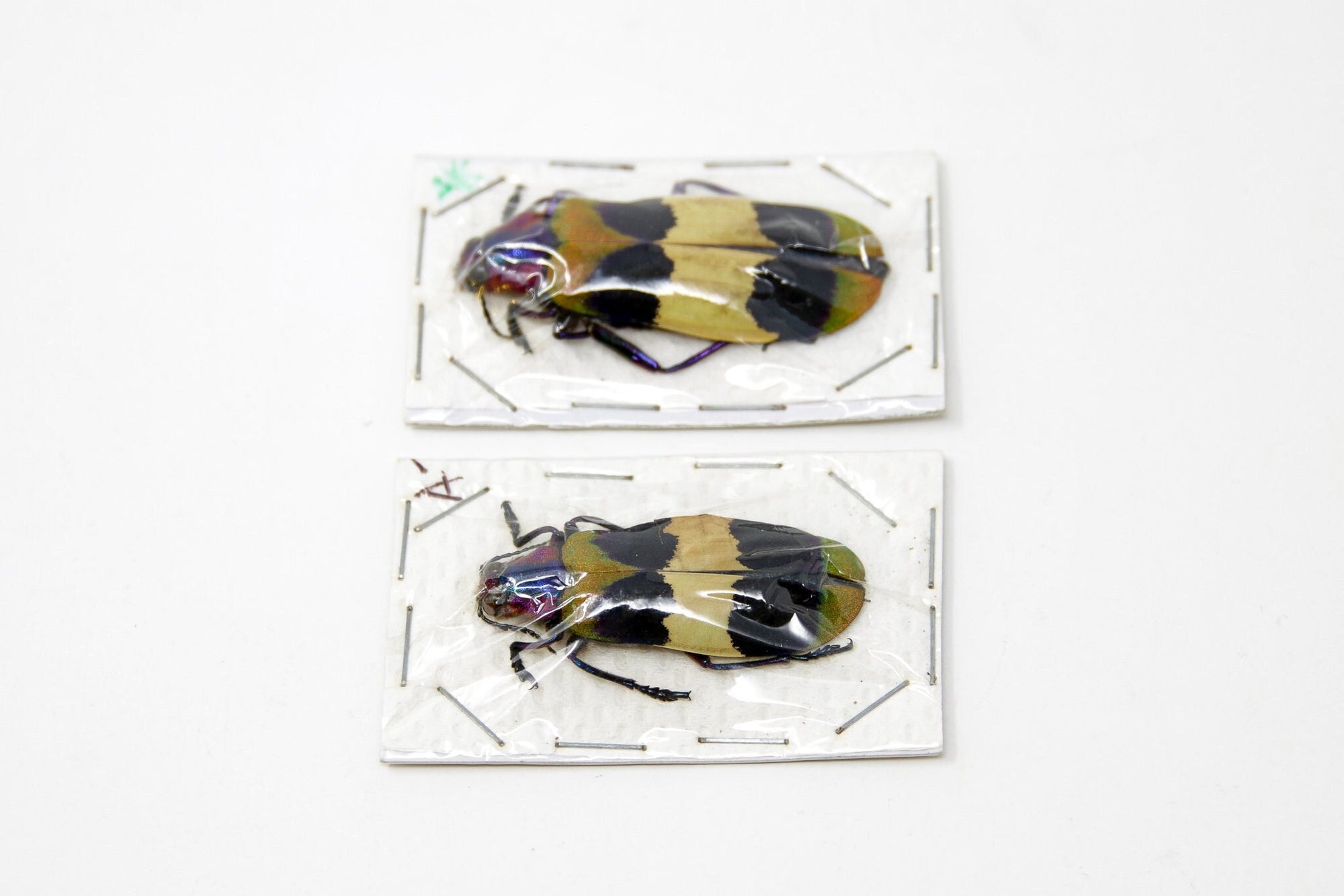Insect Specimen from Thailand 2021 No.AU10