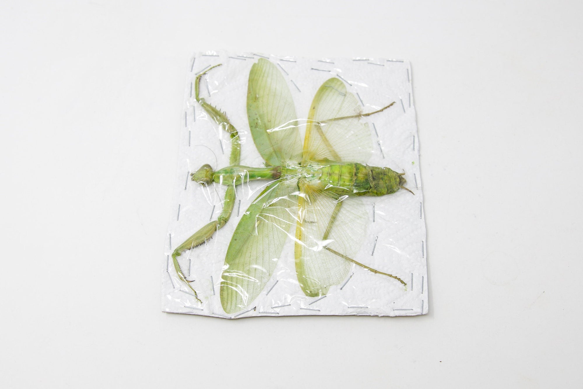 Insect Specimen from Thailand 2021 Green Mantis (A-/A2 Imperfect Specimen)