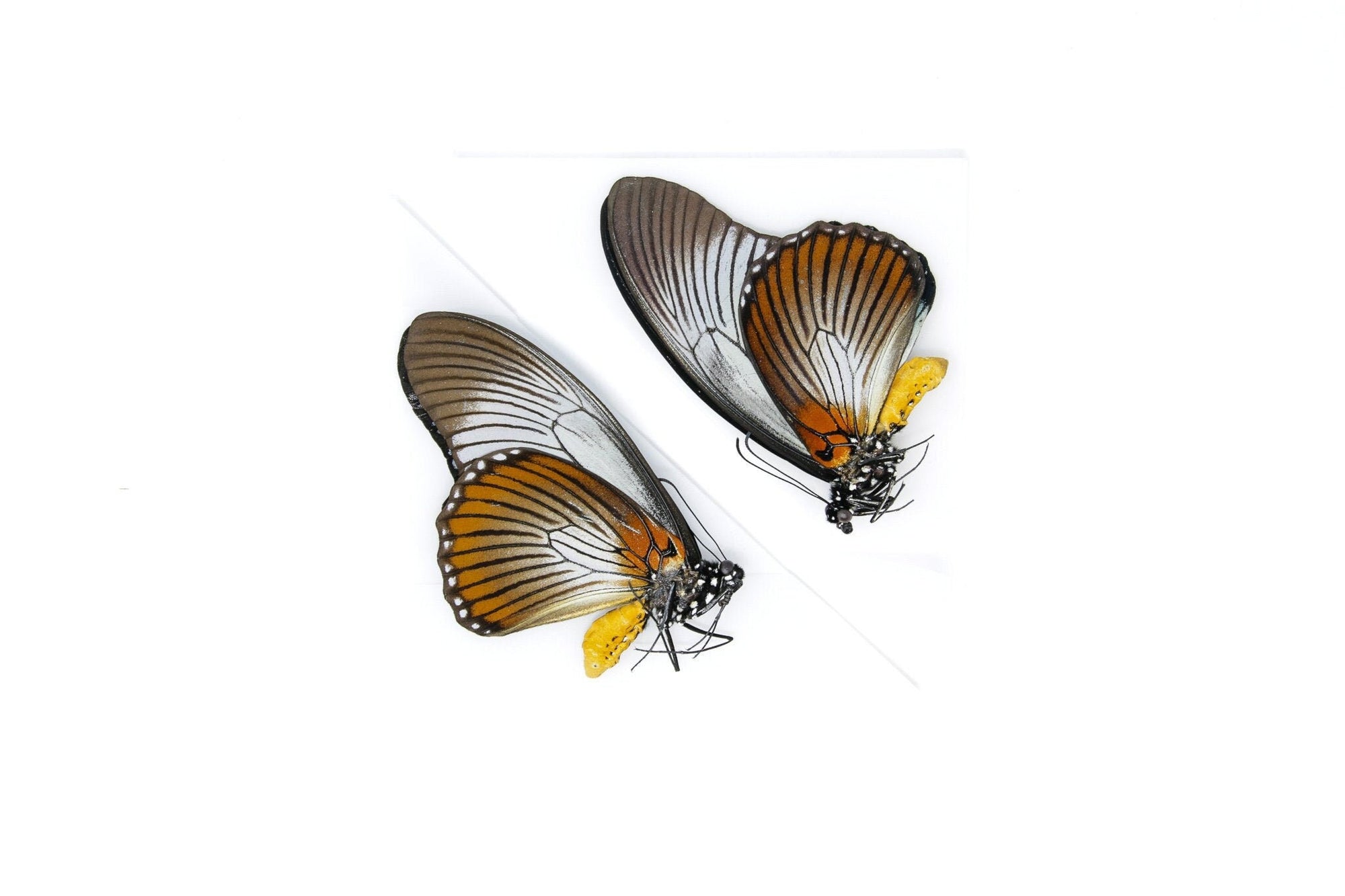 2 x Giant Blue Swallowtail, Papilio zalmoxis A1, Unmounted Papered Butterflies, Entomology Specimens