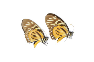 2 x The Orange Mimic-Swallowtail (Papilio zagreus) A1 Unmounted Specimens