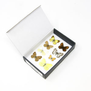 A Boxed Collection of Pretty Vintage Butterflies with Scientific Collection Data, A1 Quality, Entomology, Real Lepidoptera Specimens #AU02
