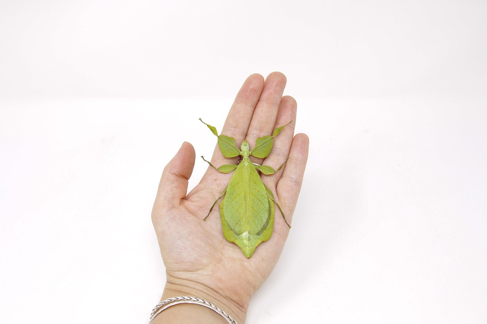 Wholesale Giant Leaf Insects | 10 Pack Phyllium celebicum A1 90-100mm ...