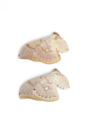 Two (2) Thai Oak Silkmoth (Antheraea frithi) Unmounted Saturnidae Moth Specimens
