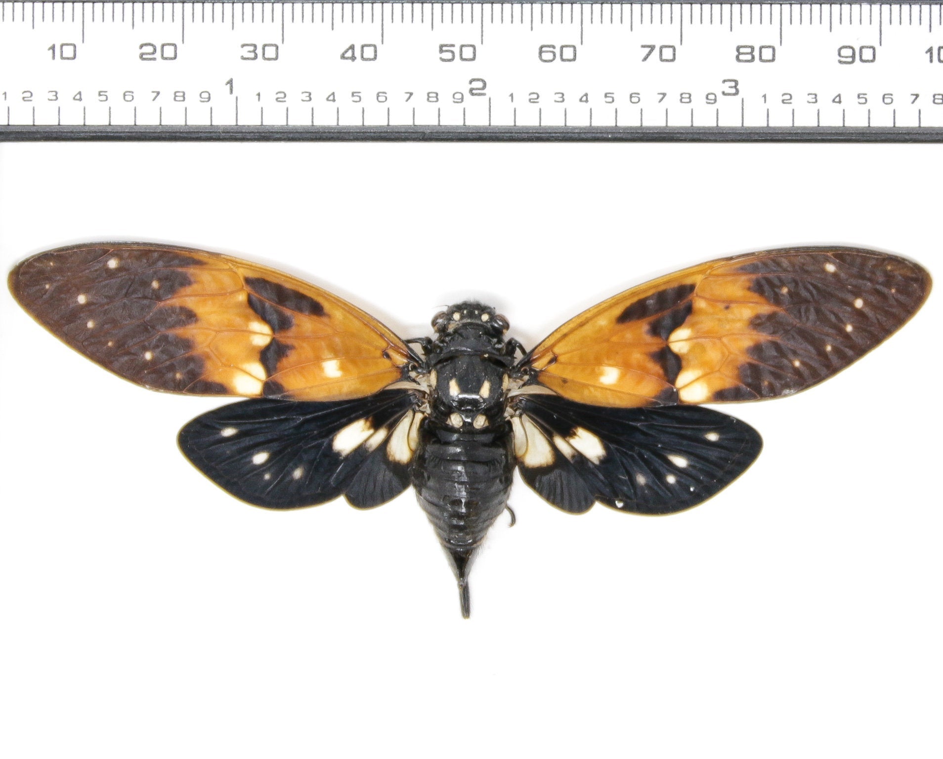 Two (2) Amber Cicada (Ambragaeana ambra) Unmounted Hemiptera Specimens for Collecting Art Entomology