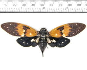 Ambragaeana ambra Amber Cicada irrottamattomat näytteet | A1-laatu | 85–95 mm