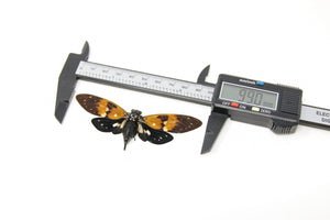 WHOLESALE 10 Amber Cicadas (Ambragaeana ambra) Unmounted Hemiptera Specimens for Collecting Art Entomology