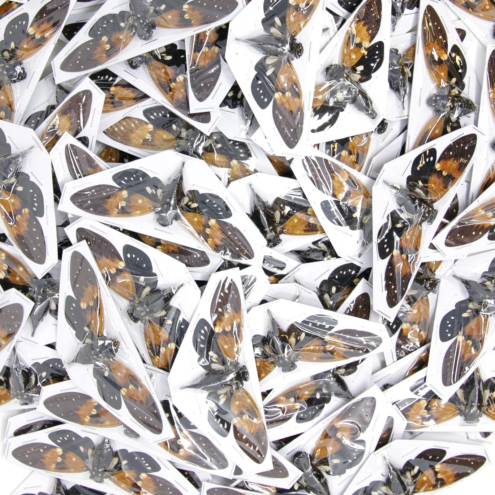 WHOLESALE 10 Amber Cicadas (Ambragaeana ambra) A1 Spread Specimens