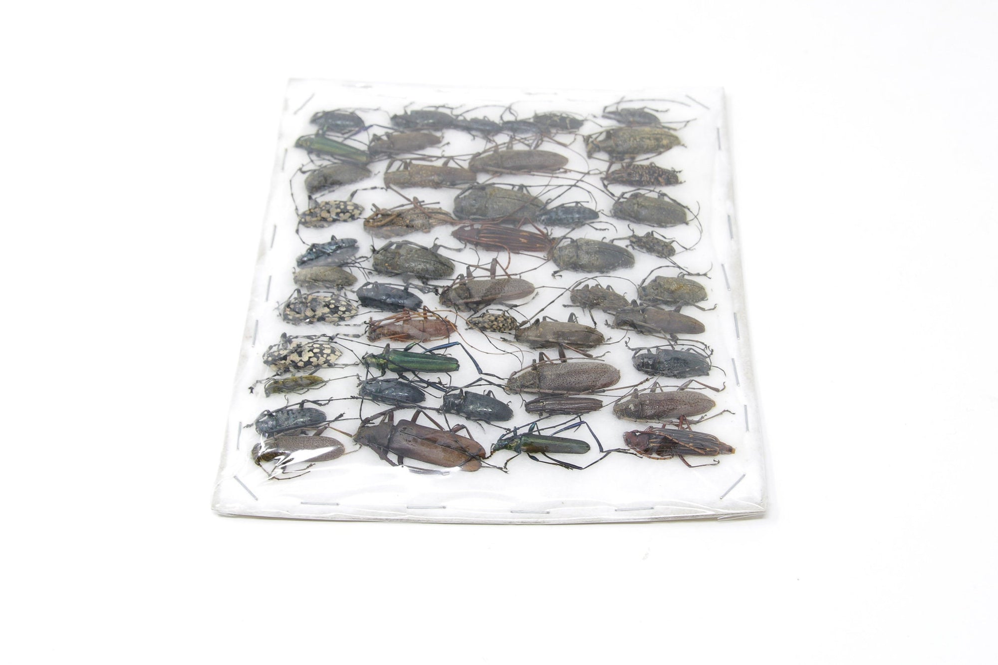 Insect Specimen Collection, Laos 2021 (Southeast Asia) Set #510