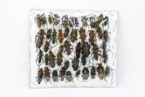 Insect Specimen Collection, Laos 2021 (Southeast Asia) Set #510