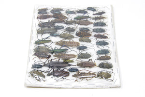 Insect Specimen Collection, Laos 2021 (Southeast Asia) Set #511