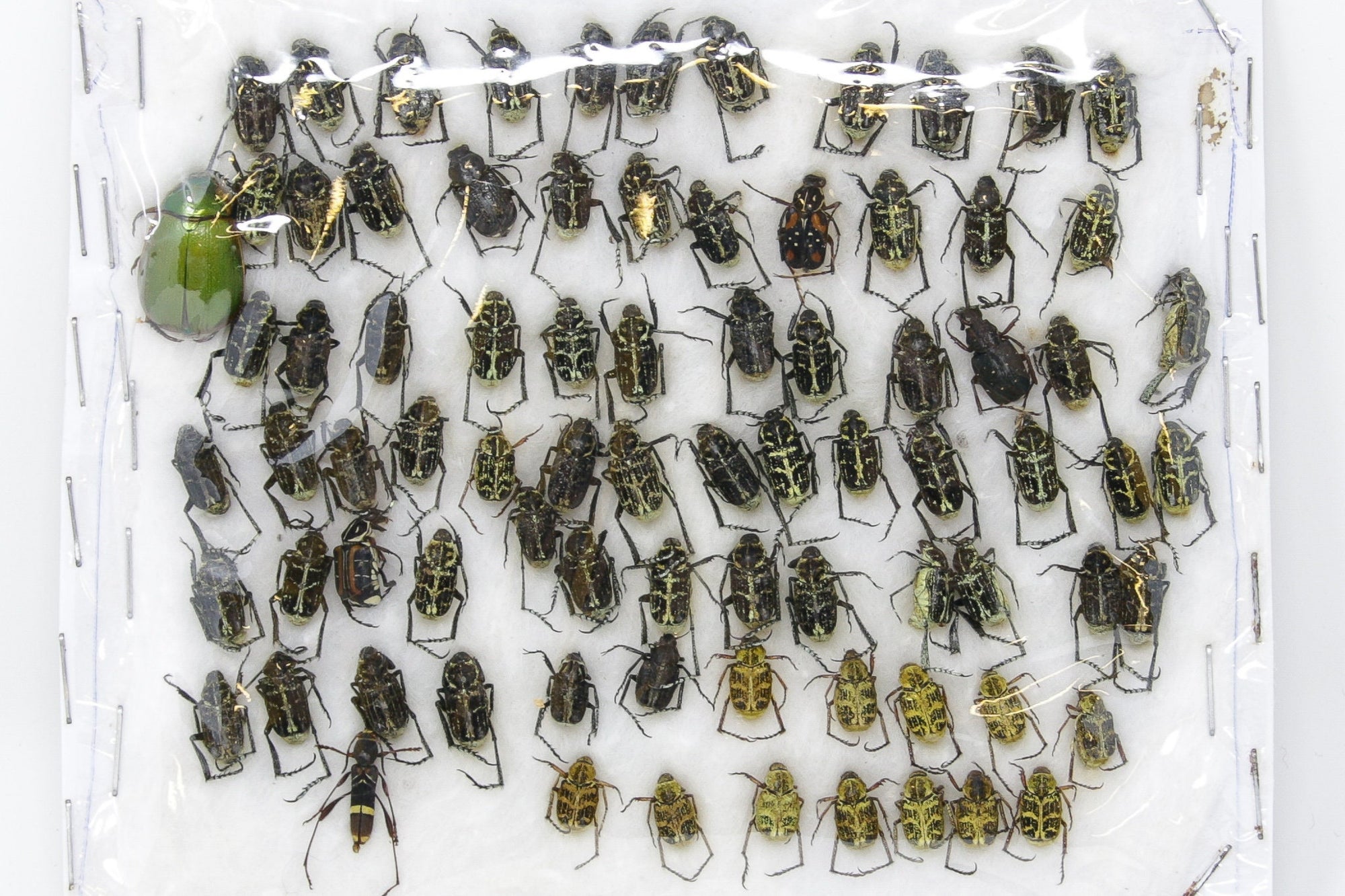 Insect Specimen Collection, Laos 2021 (Southeast Asia) Set #513
