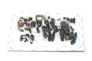 Insect Specimen Collection, Laos 2021 (Southeast Asia) Set #506