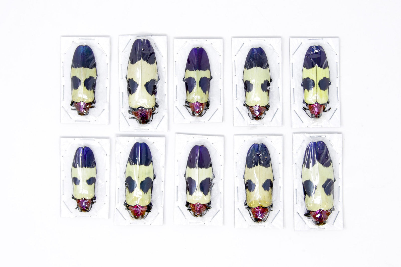 Red Speckled Jewel Beetles (Chrysochroa buqueti rugicollis) A1 Specimens WHOLESALE