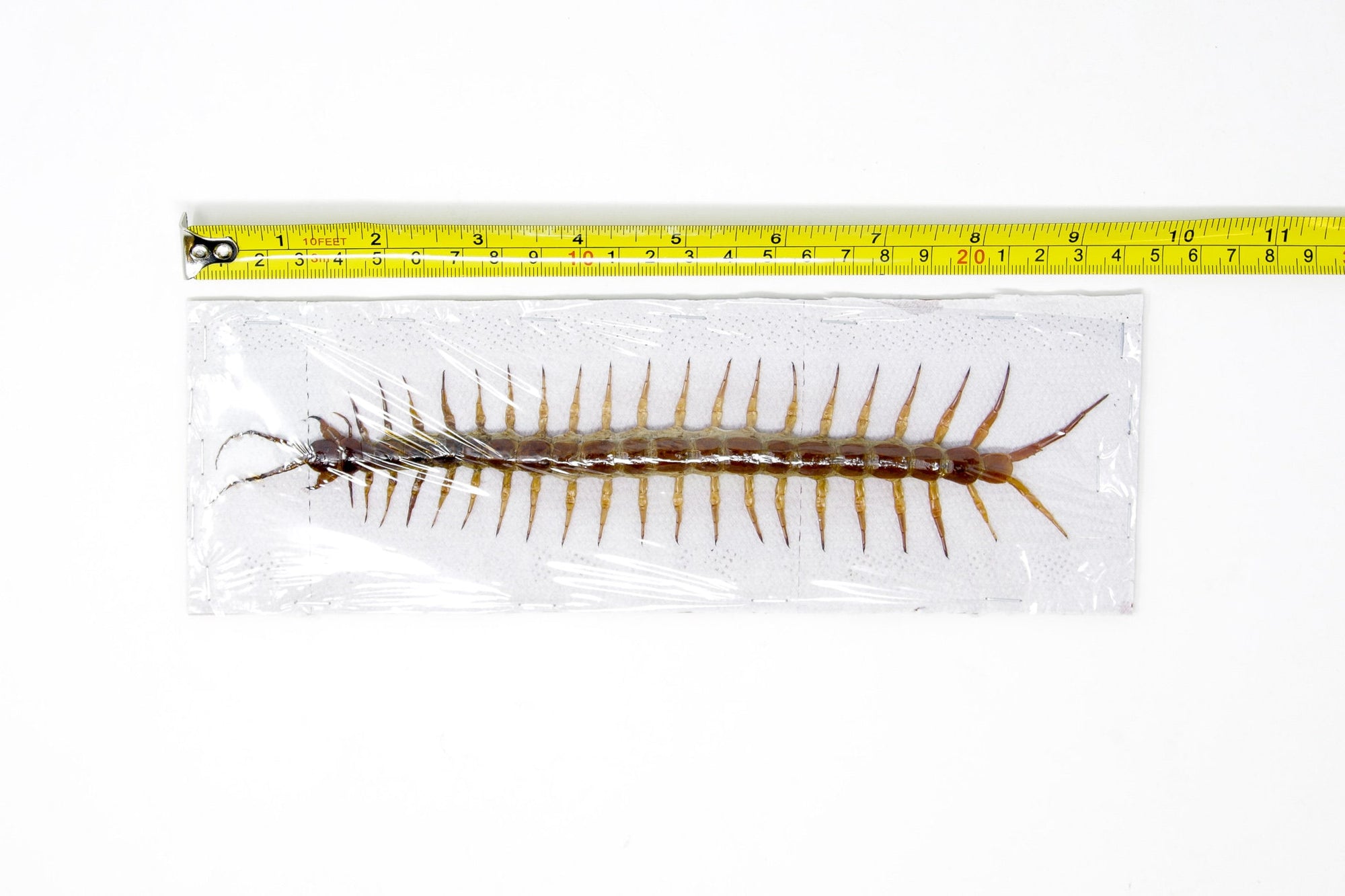 TWO (2) Giant Centipede (Scolopendra subspinipes) 6-8 Inches Spread Specimens